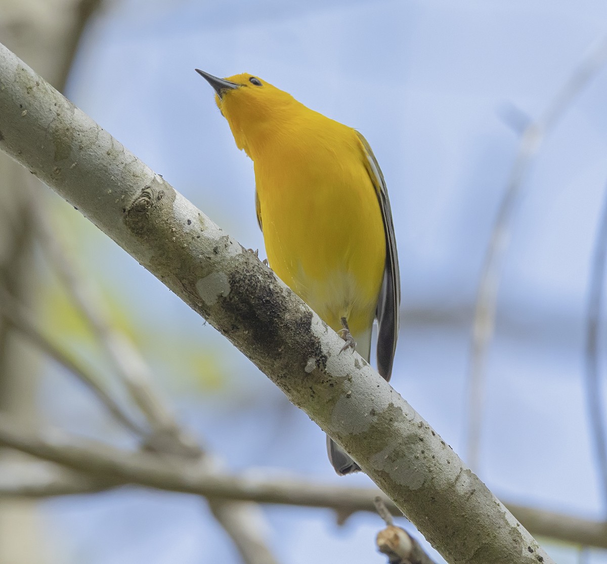 Prothonotary Warbler - ML617689198