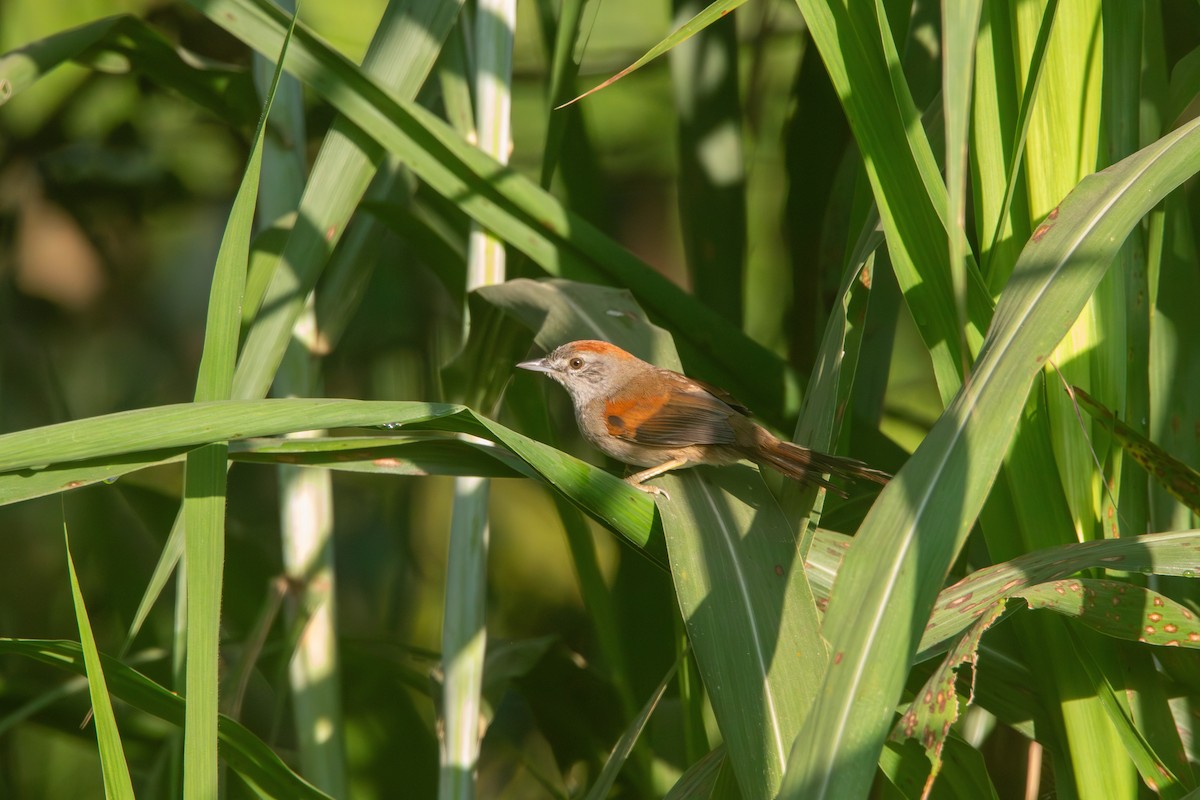 Pale-breasted Spinetail - ML617689230