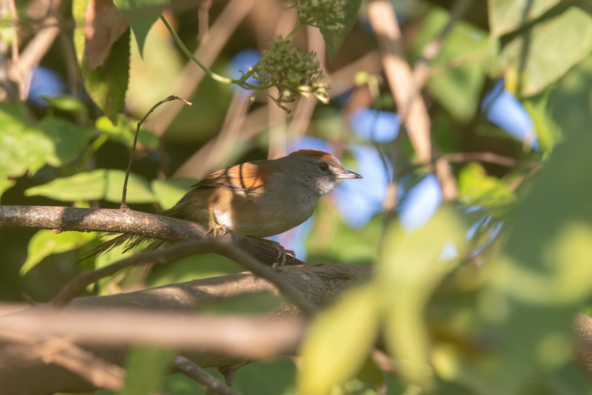 Pale-breasted Spinetail - ML617689231
