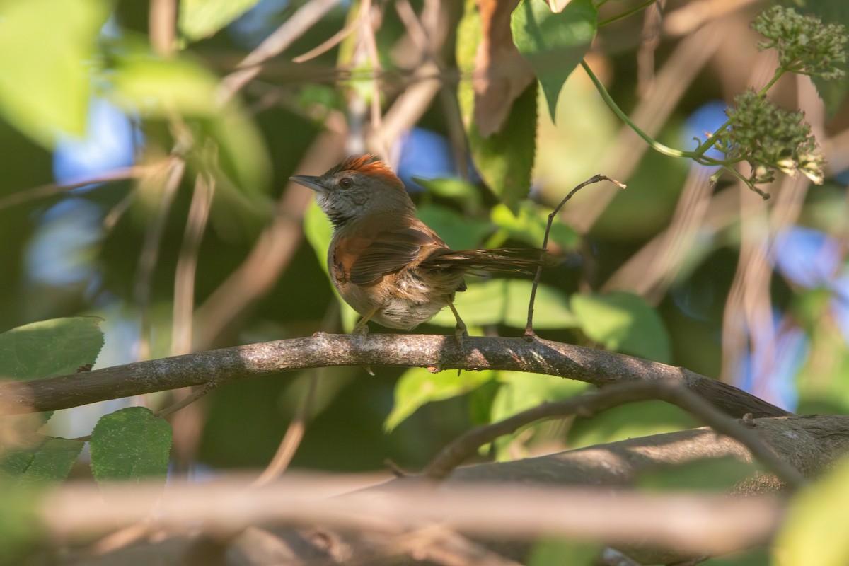 Pale-breasted Spinetail - ML617689232