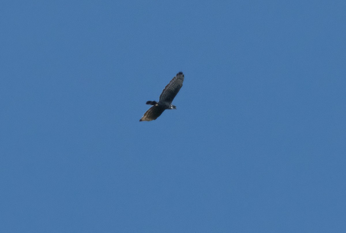 Blyth's Hawk-Eagle - ML617689266