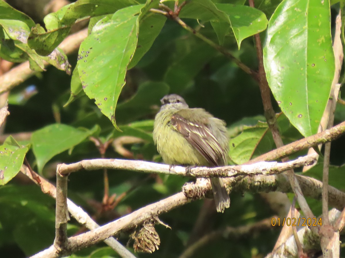 Yellow-crowned Tyrannulet - ML617689271