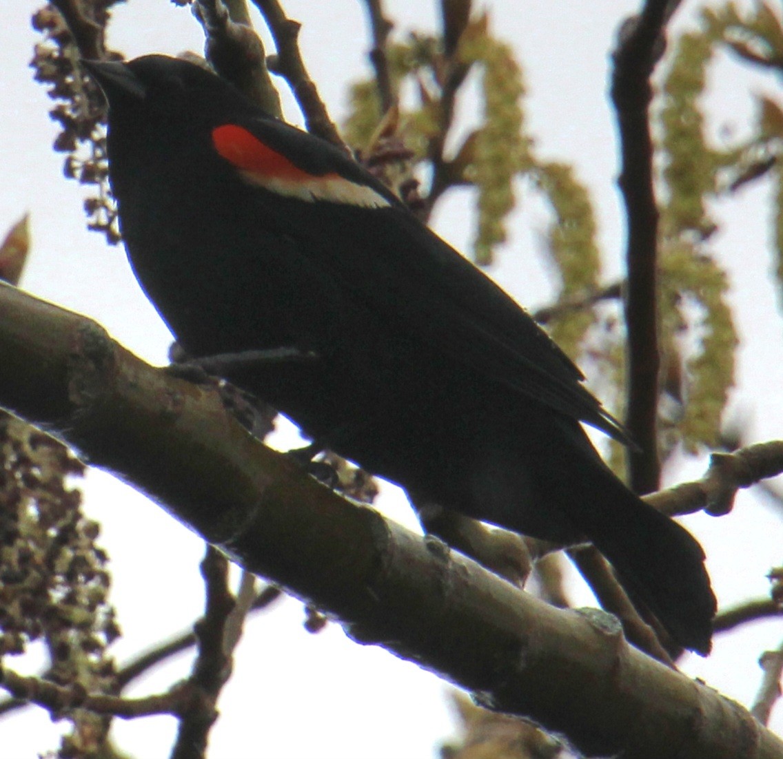Red-winged Blackbird (Red-winged) - ML617689412
