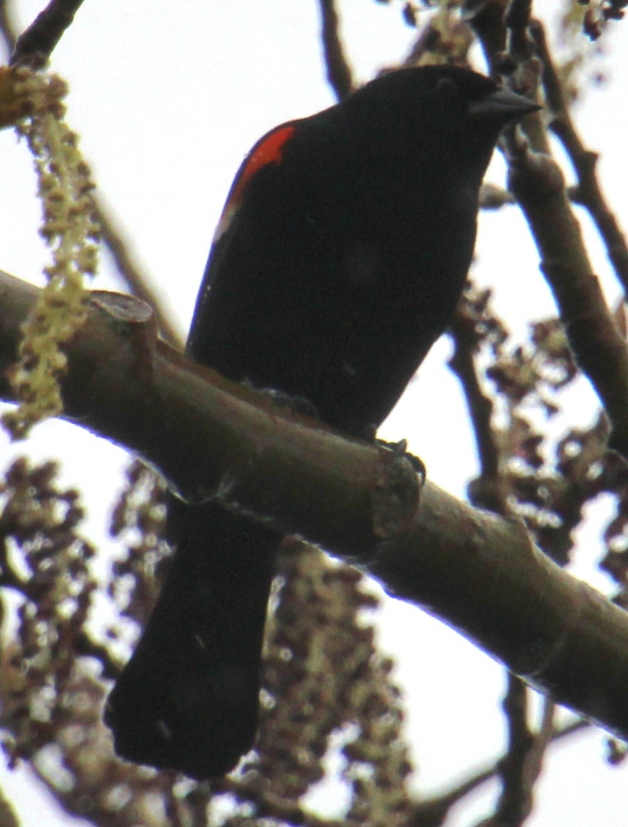 Red-winged Blackbird (Red-winged) - ML617689413