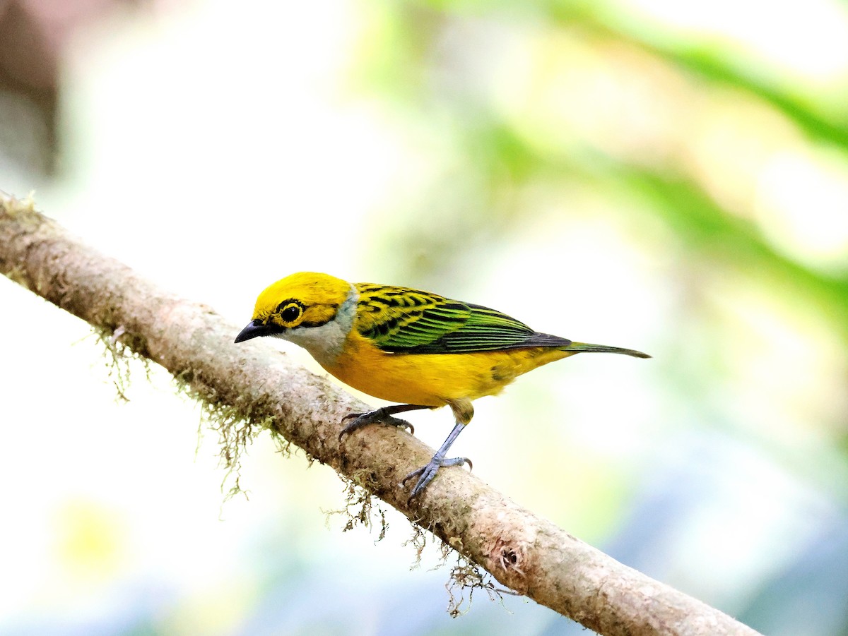 Silver-throated Tanager - ML617689496