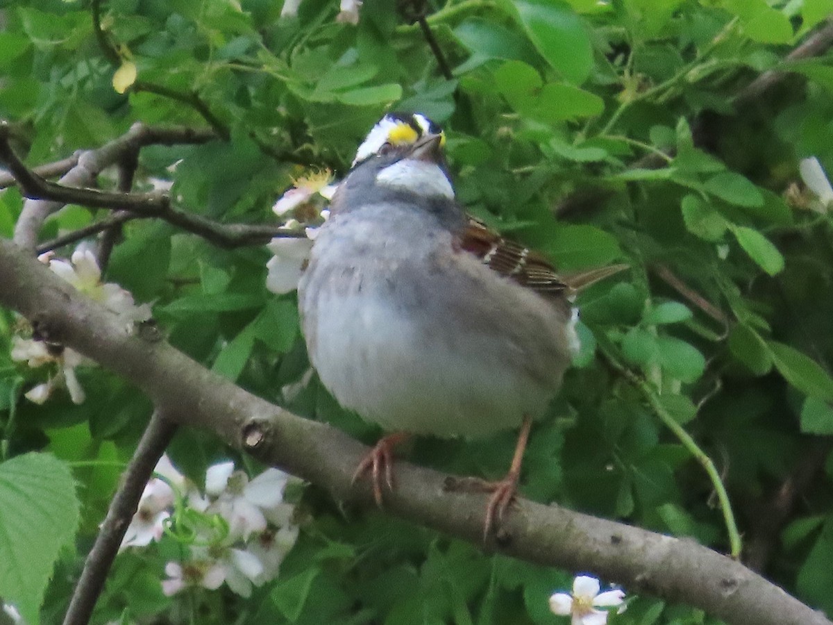 White-throated Sparrow - ML617689588