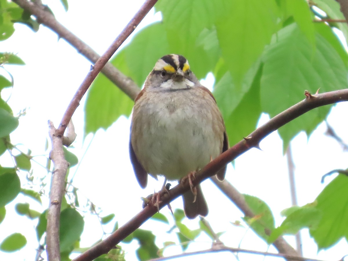 White-throated Sparrow - ML617689589