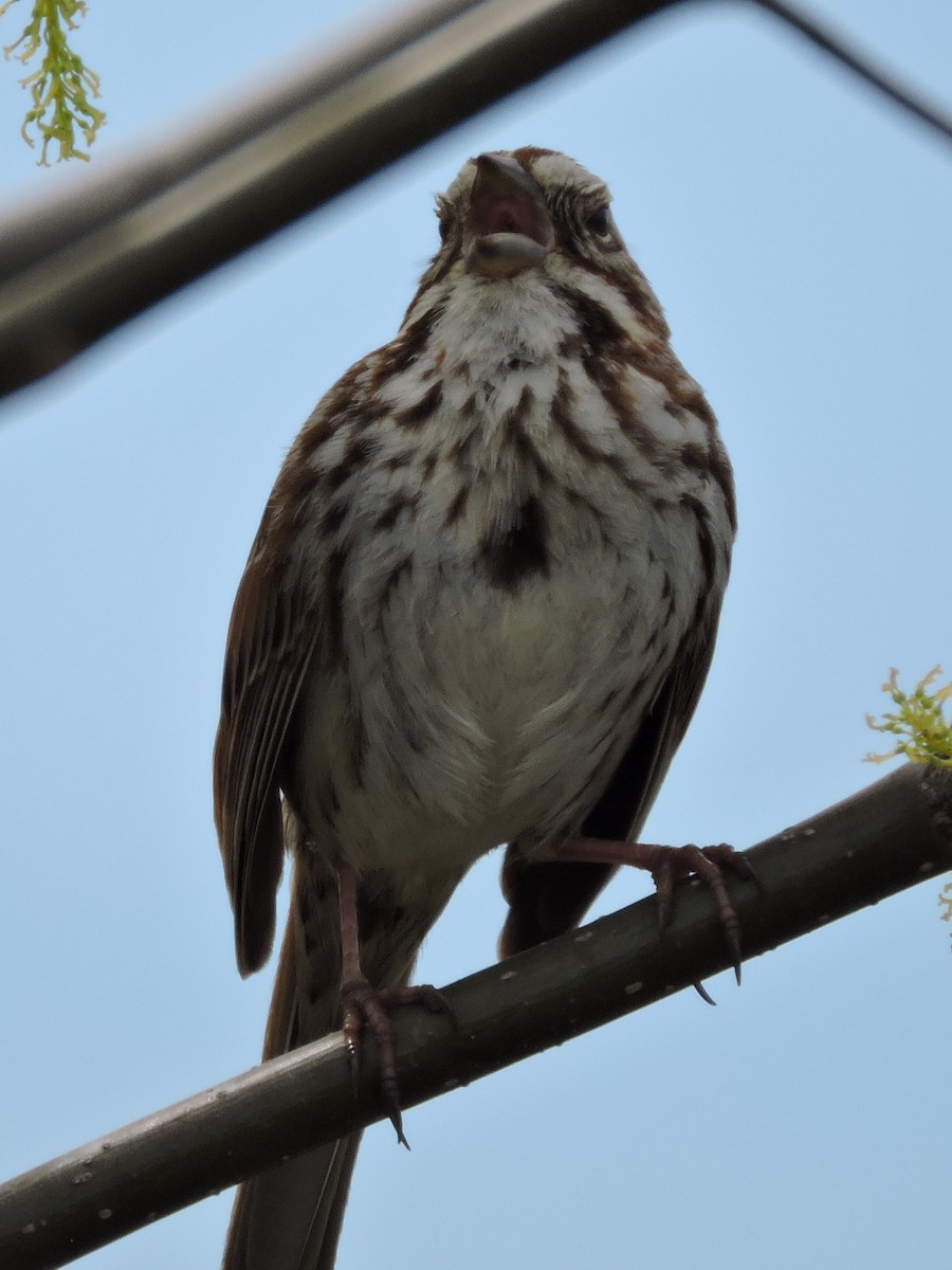 Song Sparrow - Gary Hantsbarger