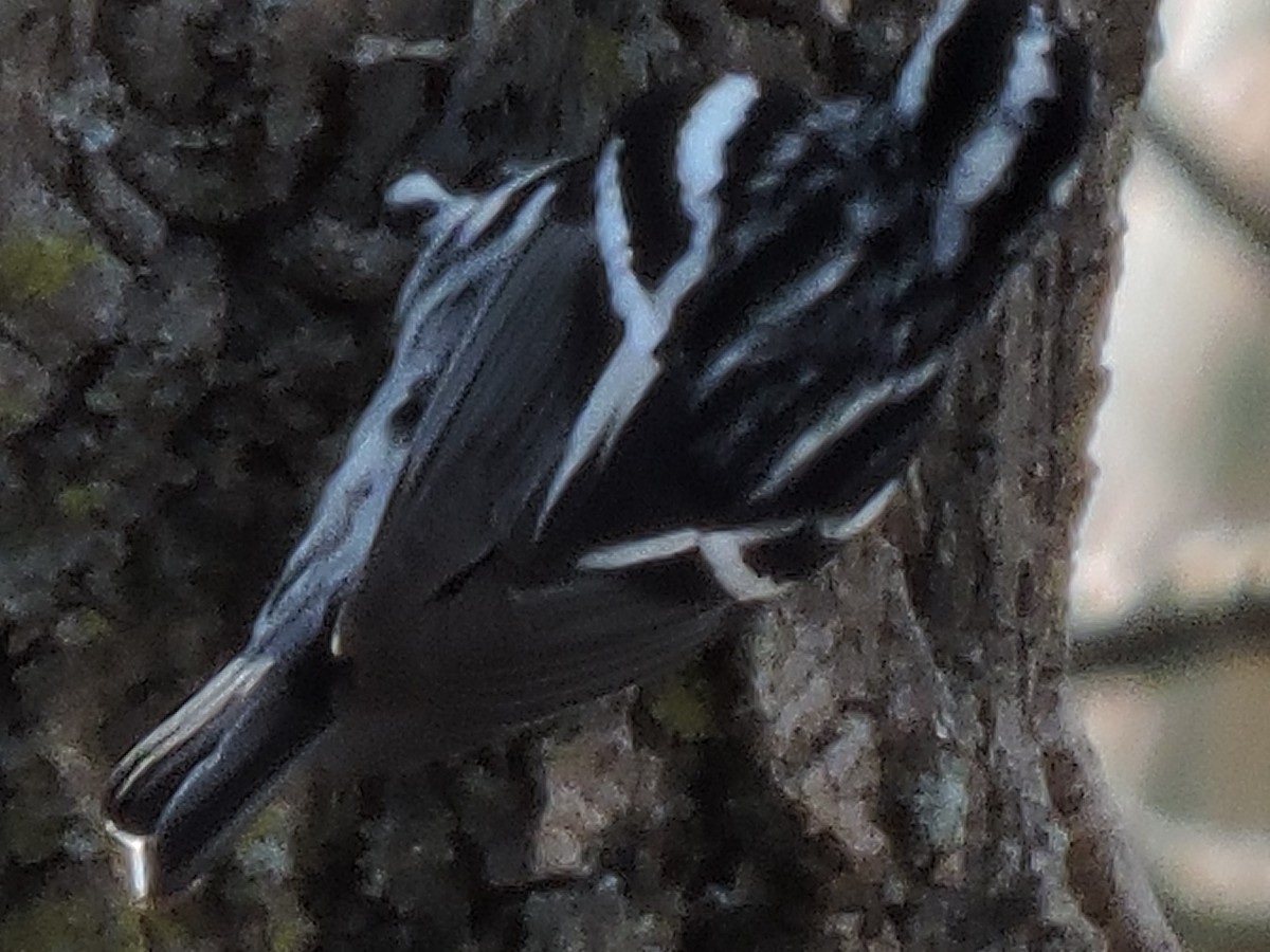 Black-and-white Warbler - ML617689753