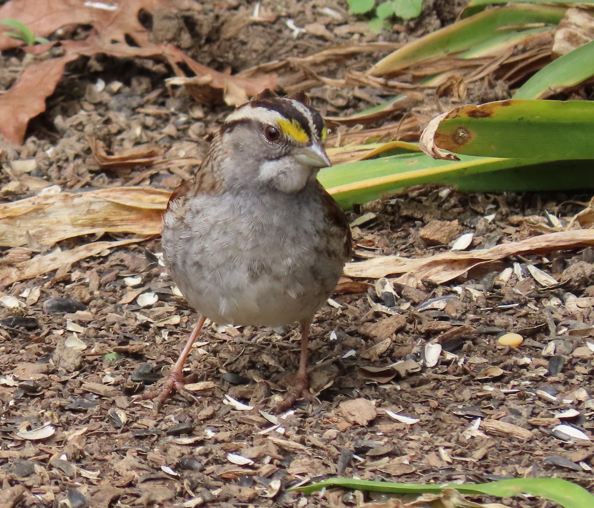 White-throated Sparrow - ML617689763
