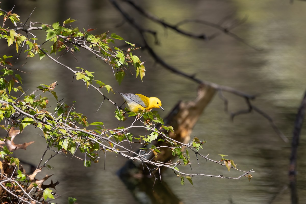 Prothonotary Warbler - ML617689773