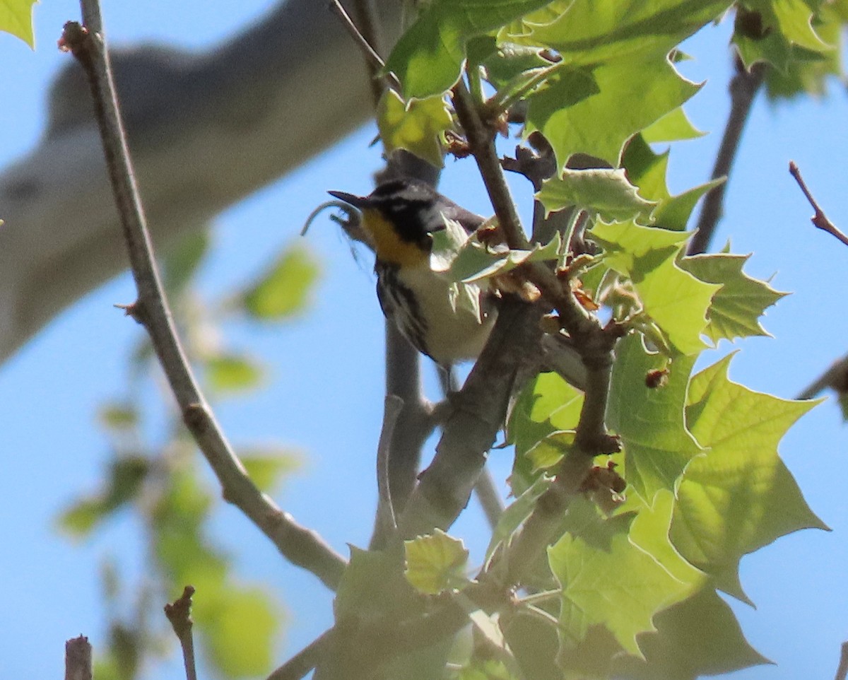 Yellow-throated Warbler - ML617689778