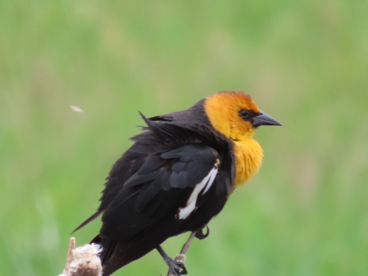 Yellow-headed Blackbird - ML617689798