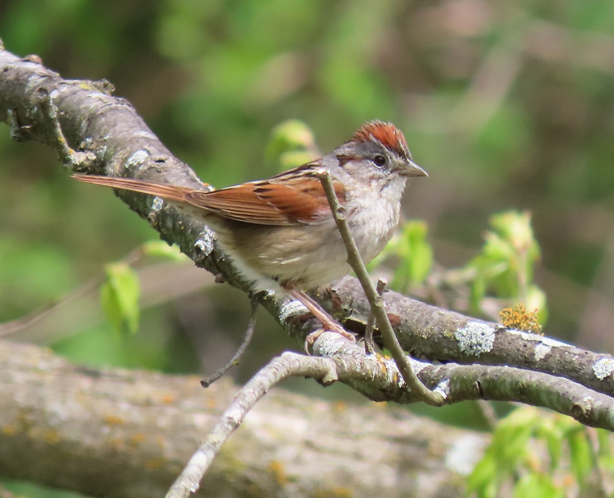 Swamp Sparrow - Heidi Eaton