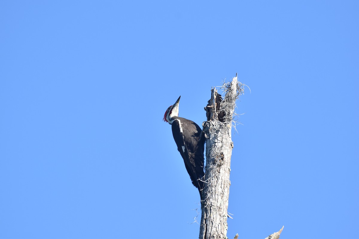 Pileated Woodpecker - ML617689888