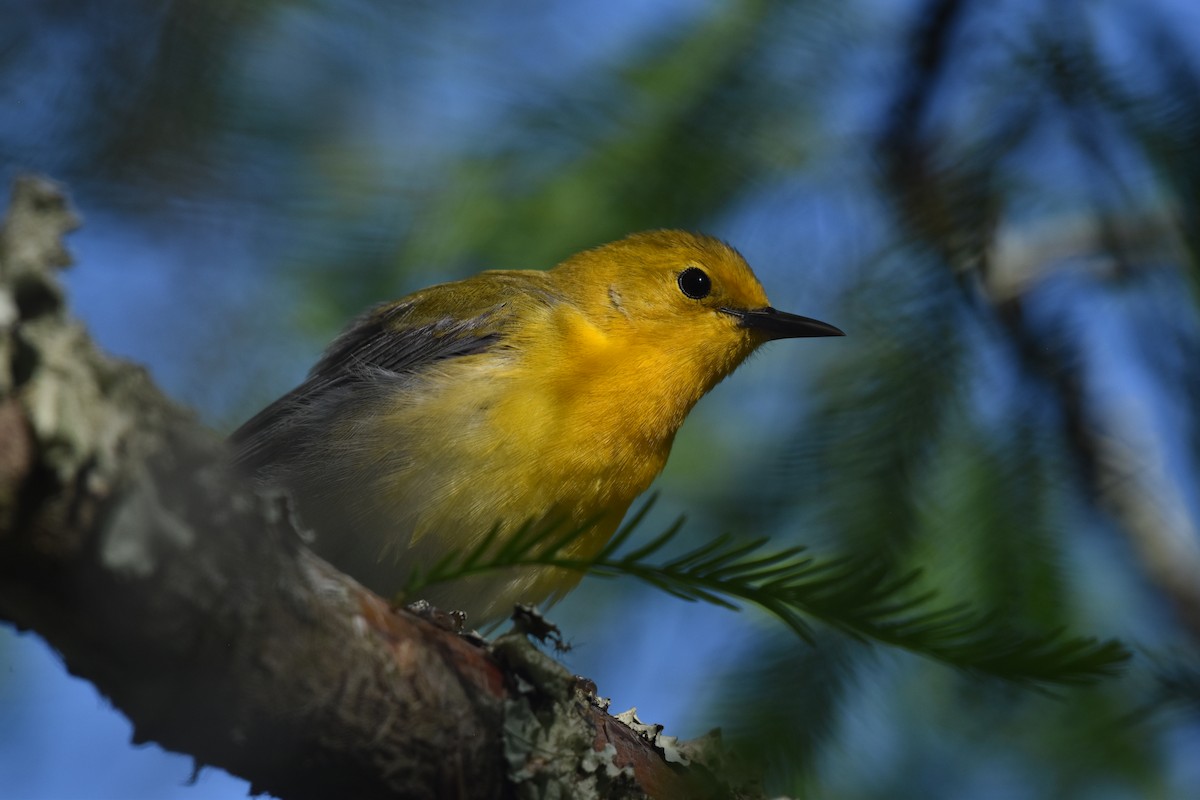 Prothonotary Warbler - ML617689905