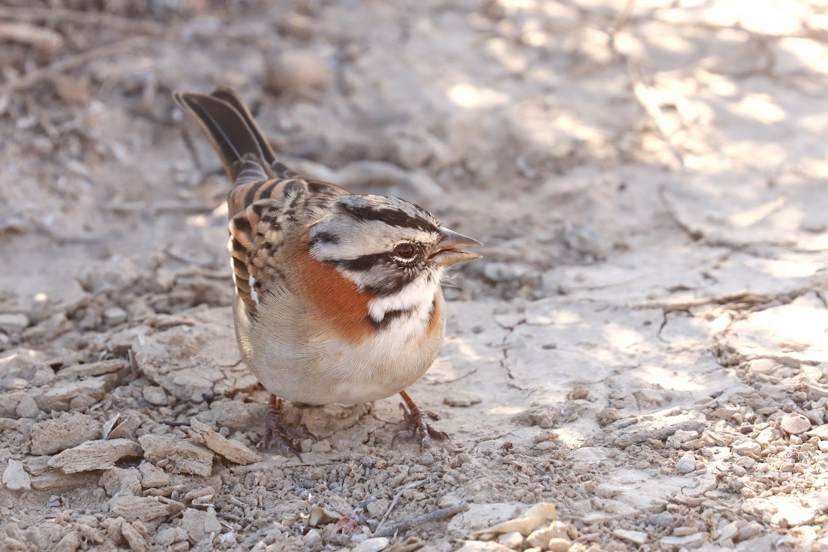 Rufous-collared Sparrow - ML617689907