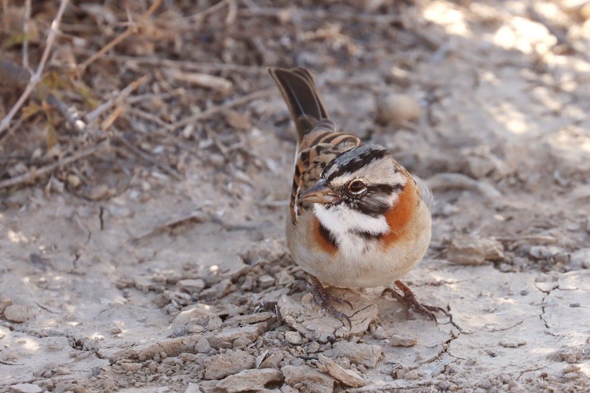 Rufous-collared Sparrow - ML617689909
