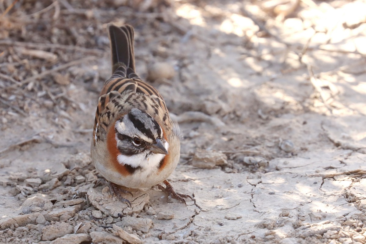 Rufous-collared Sparrow - ML617689910