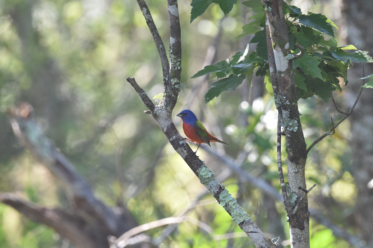 Painted Bunting - ML617689919