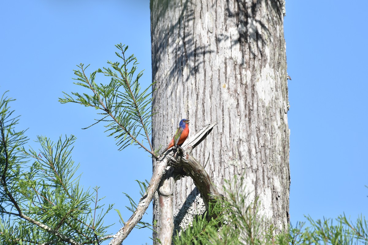 Painted Bunting - ML617689921