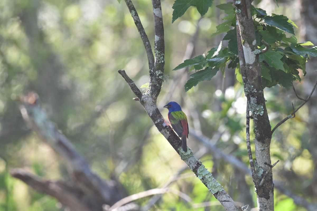 Painted Bunting - ML617689923
