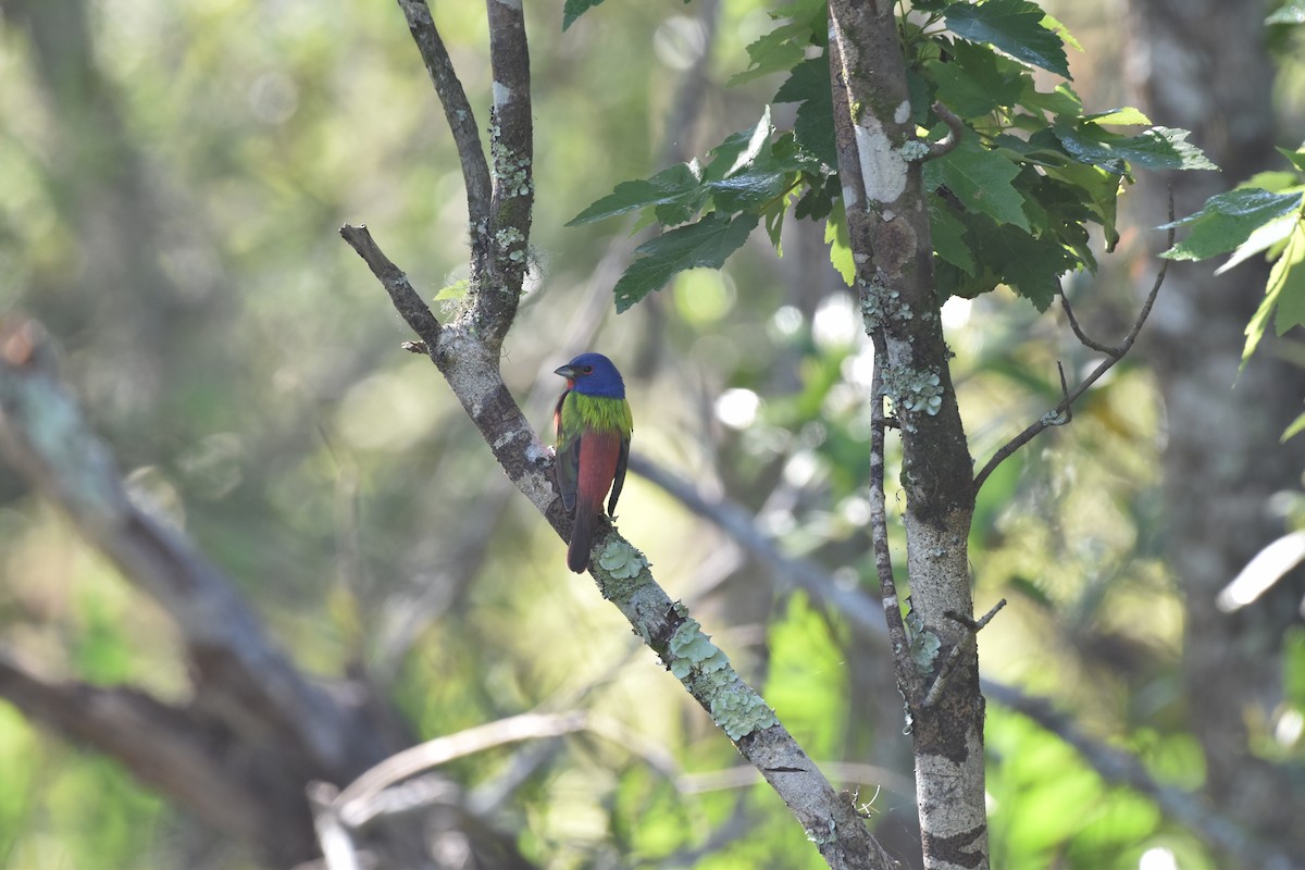 Painted Bunting - ML617689924