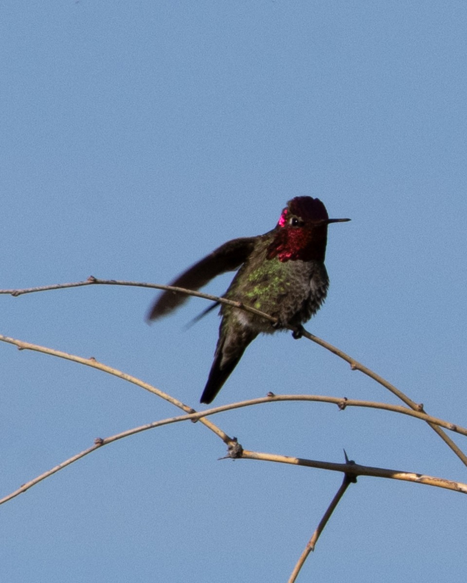 Anna's Hummingbird - Ameya Thatte
