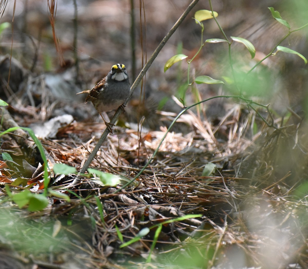White-throated Sparrow - ML617689944
