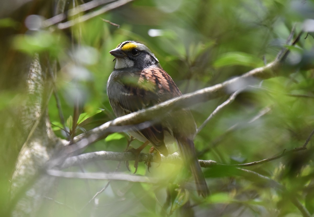 White-throated Sparrow - ML617689946