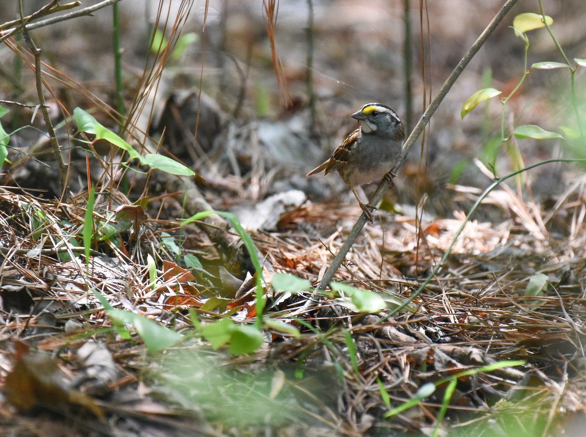 White-throated Sparrow - ML617689947