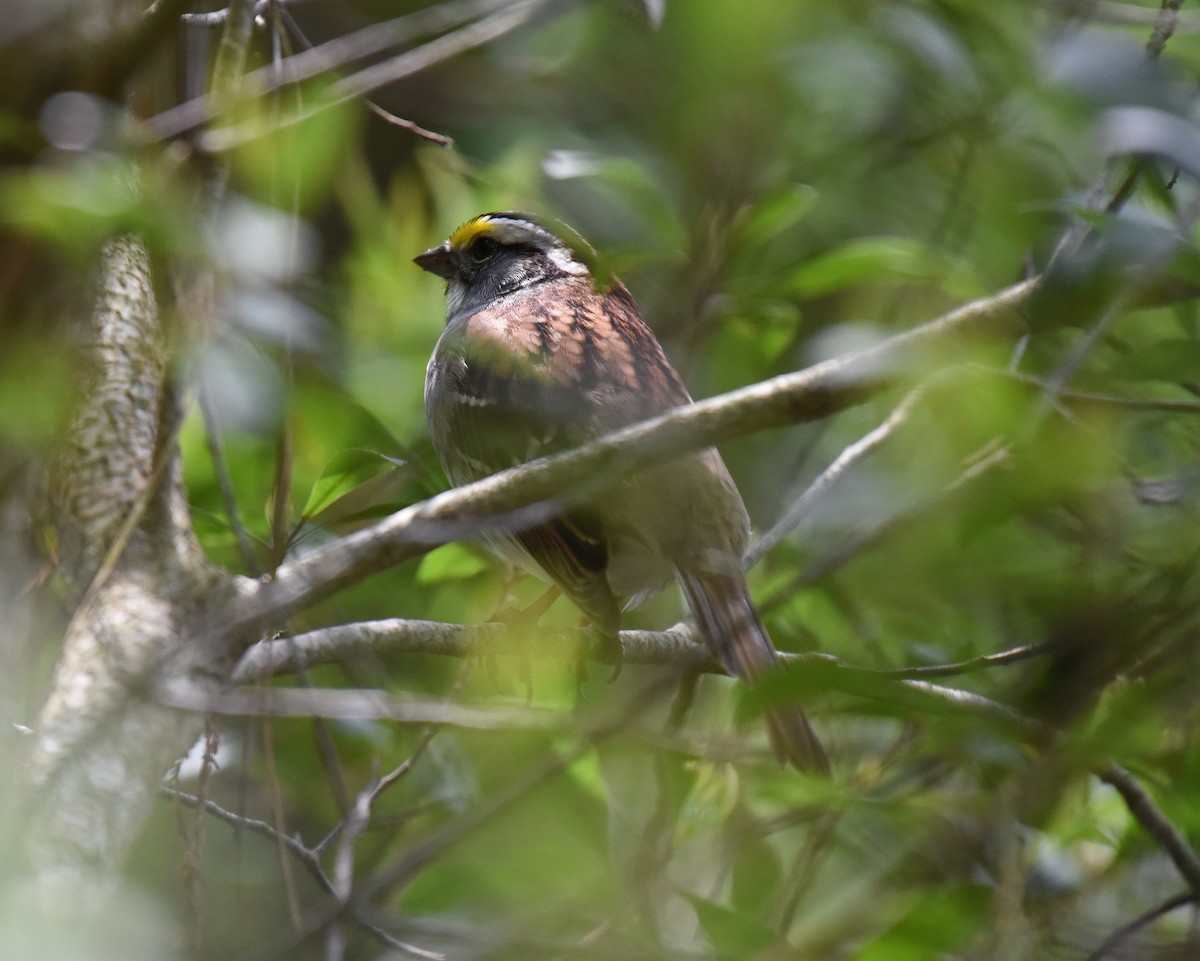 White-throated Sparrow - ML617689948