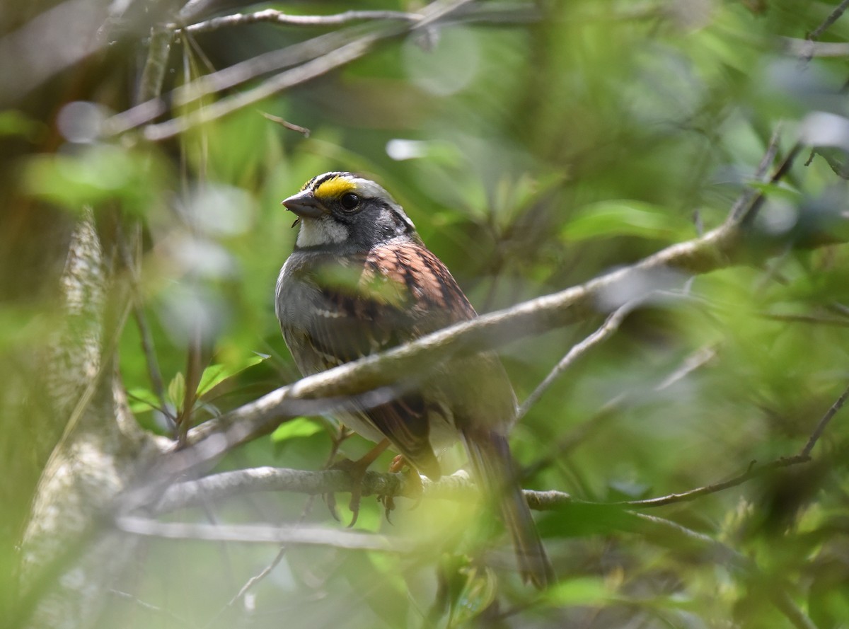 White-throated Sparrow - ML617689949