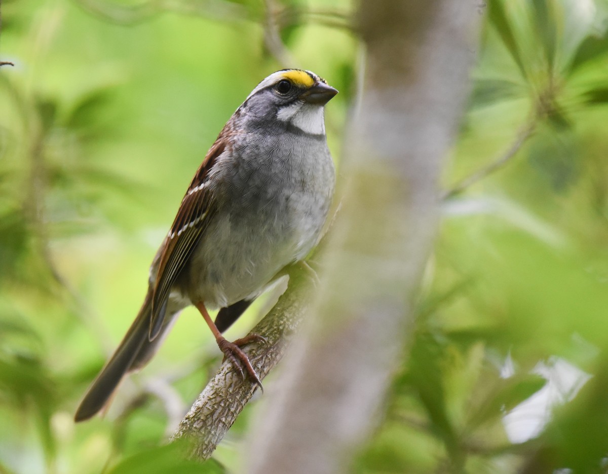 White-throated Sparrow - ML617689950