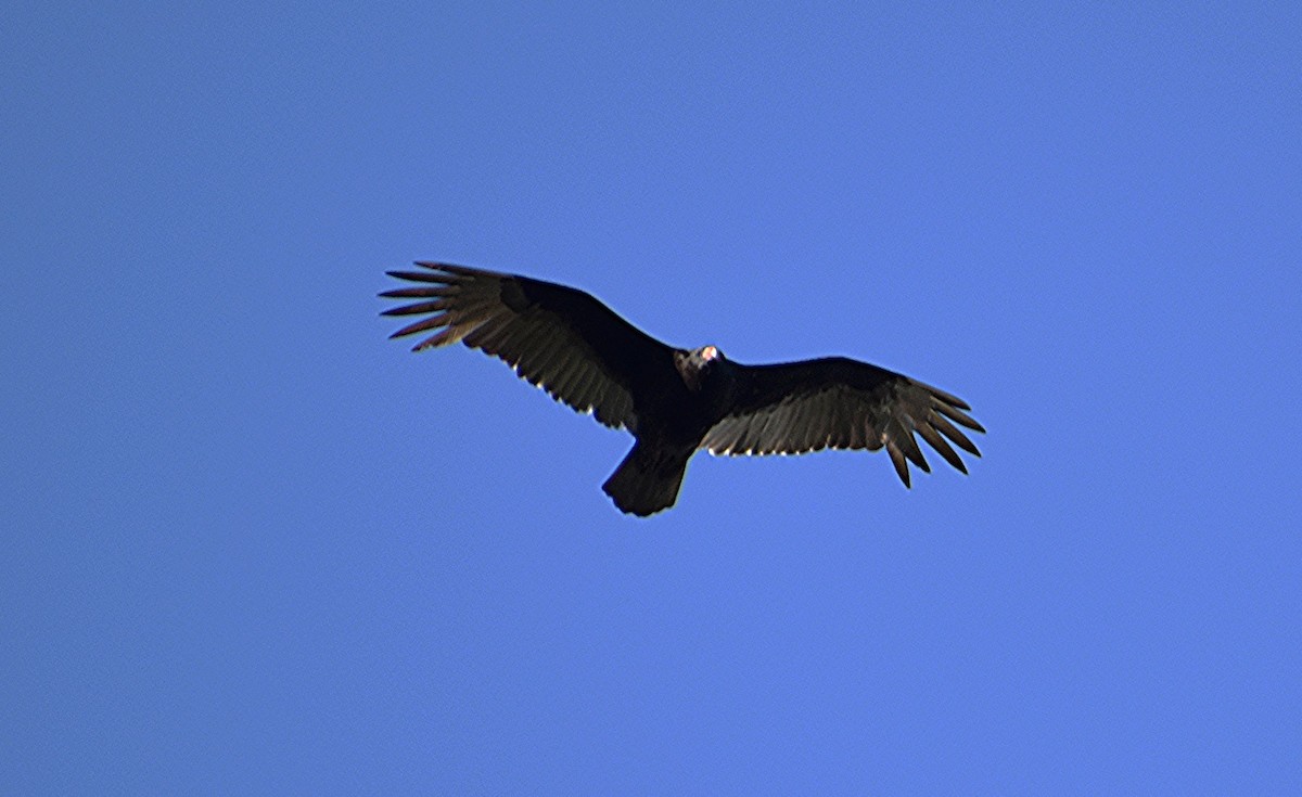 Turkey Vulture - ML617689952
