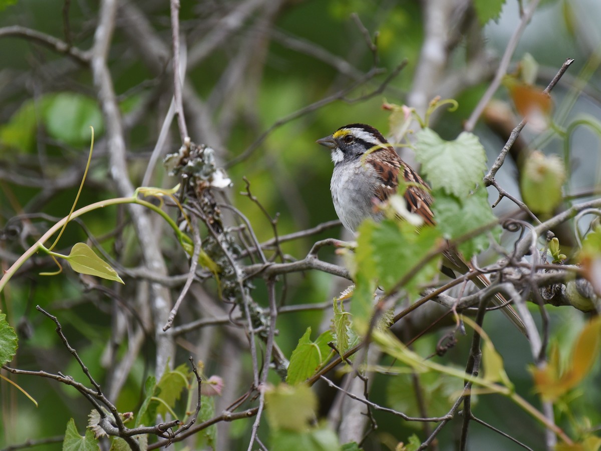 White-throated Sparrow - ML617689957