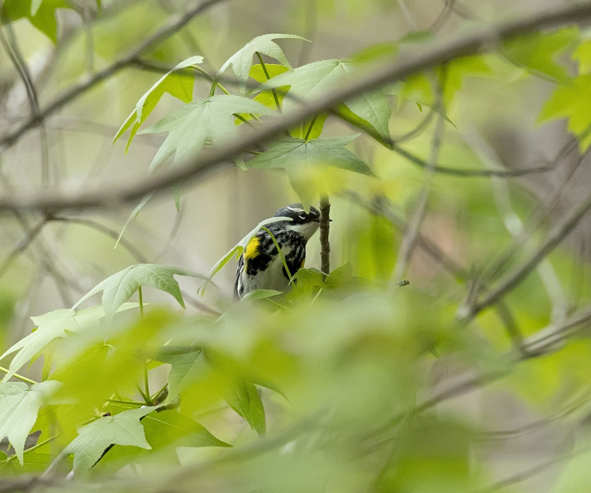 Yellow-rumped Warbler - terry moore