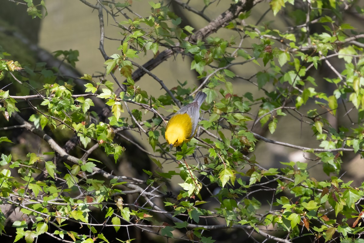 Prothonotary Warbler - ML617689965