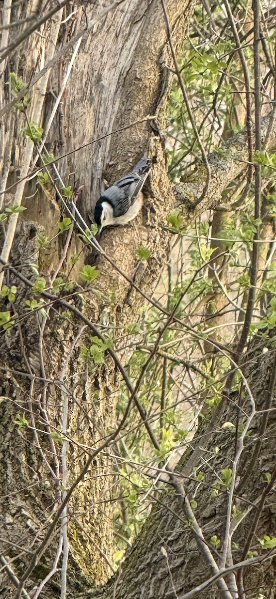White-breasted Nuthatch - ML617690013