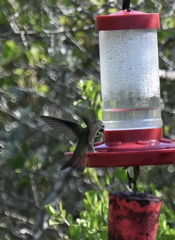 Buff-bellied Hummingbird - ML617690015