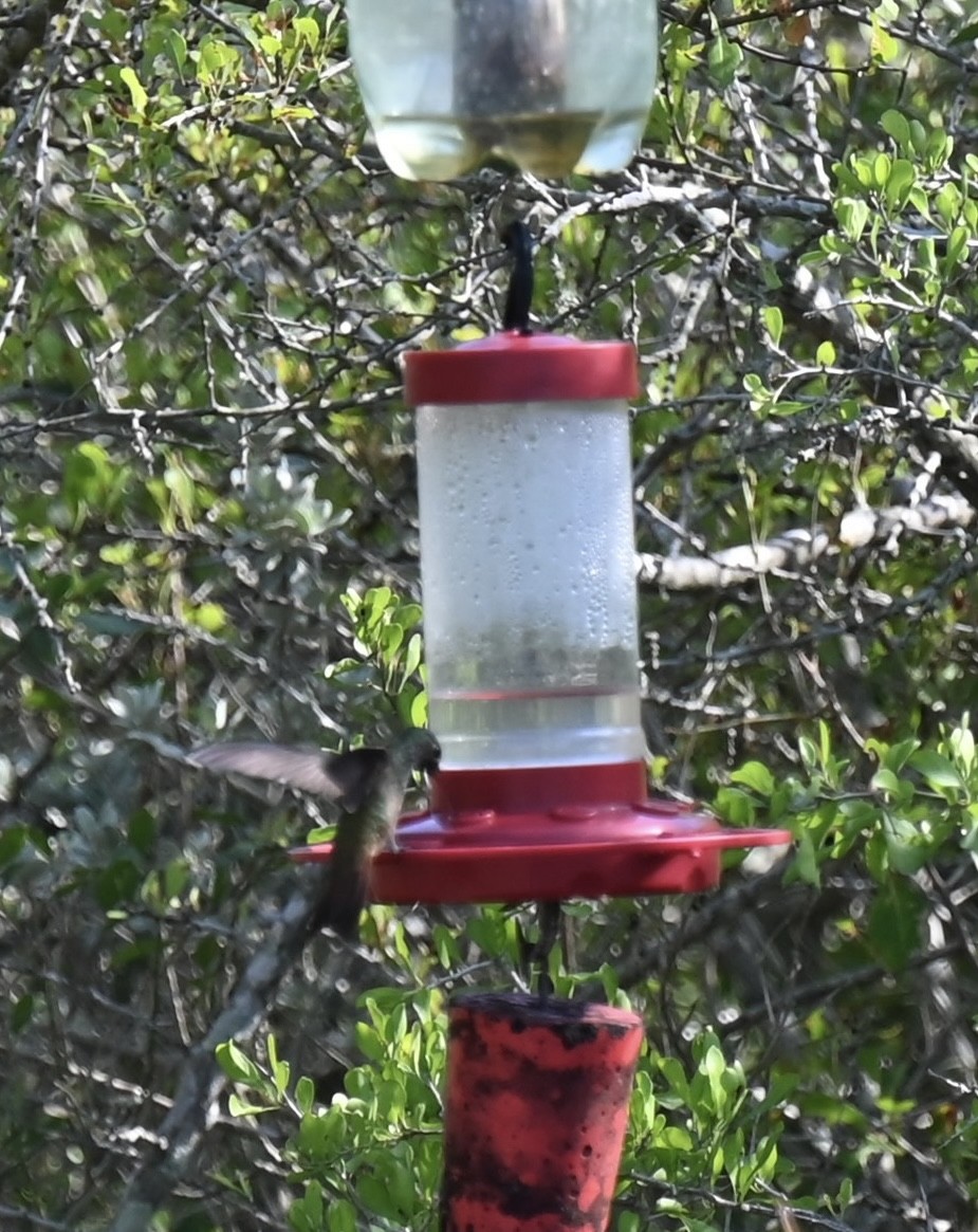 Buff-bellied Hummingbird - ML617690016
