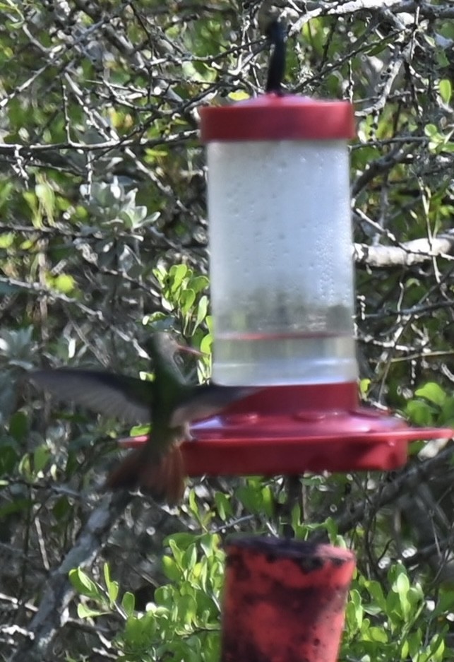 Buff-bellied Hummingbird - ML617690017