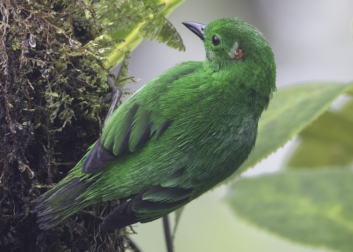 Glistening-green Tanager - Luc Tremblay