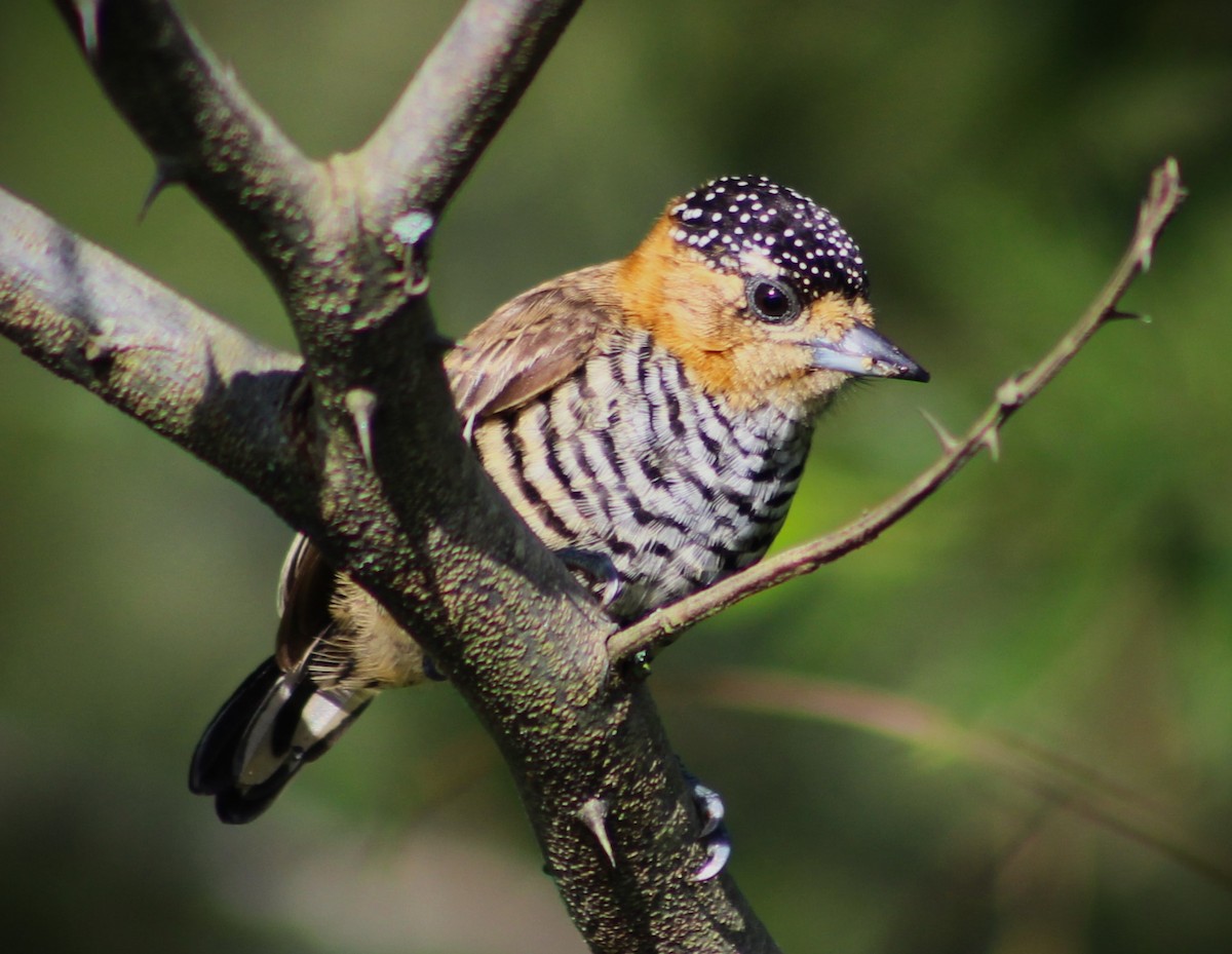 Ochre-collared Piculet - ML617690053