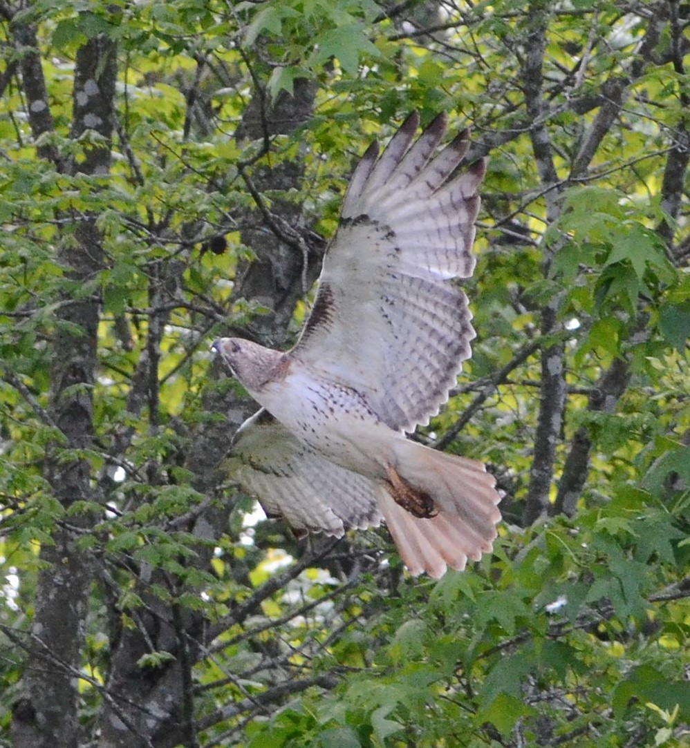 Red-tailed Hawk - ML617690059