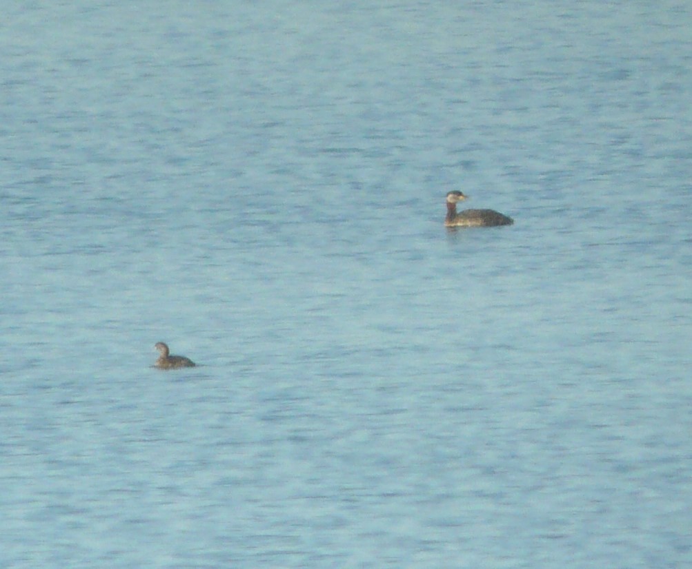 Red-necked Grebe - ML617690067