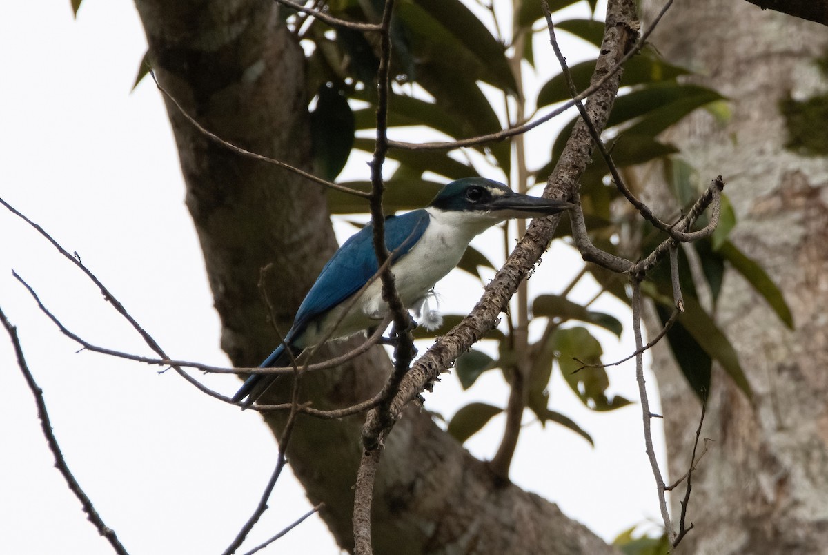 Collared Kingfisher (Collared) - Mitch Rose