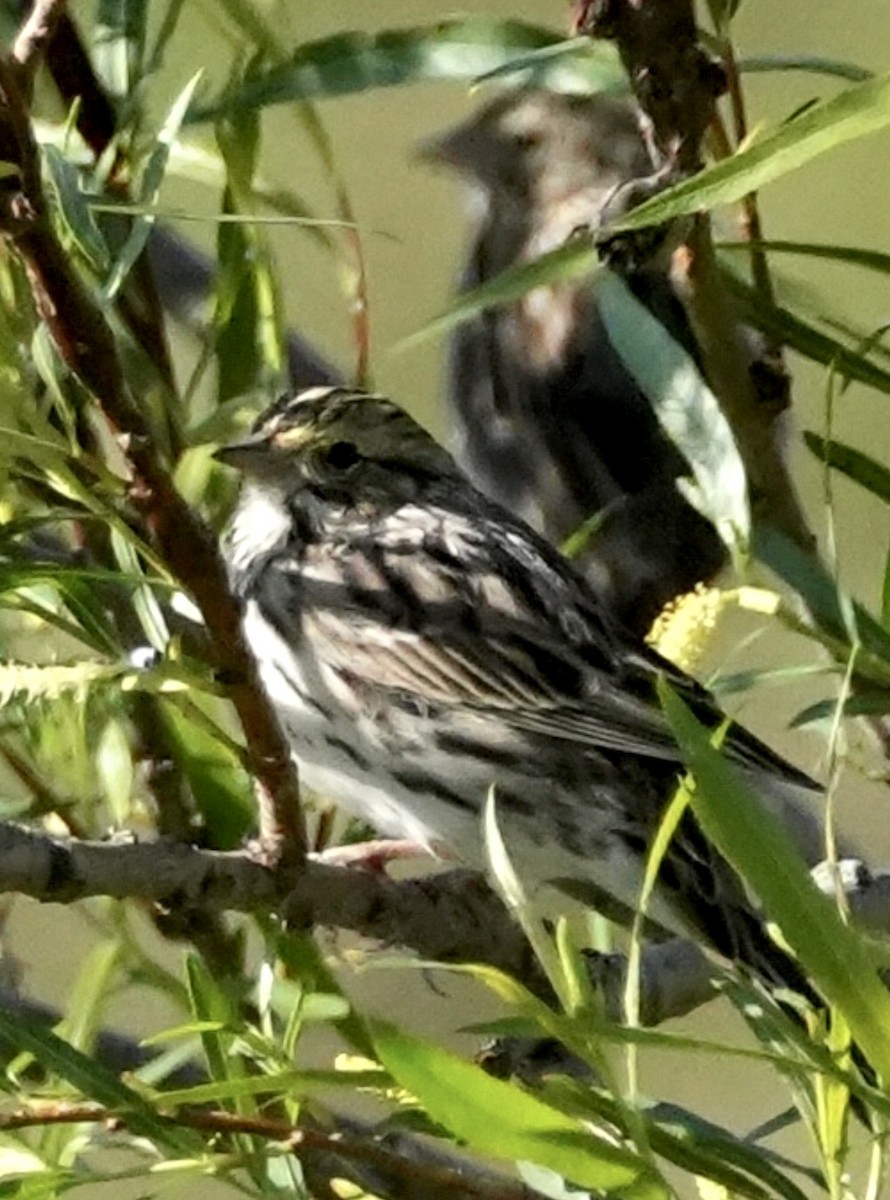 Savannah Sparrow (Savannah) - ML617690121