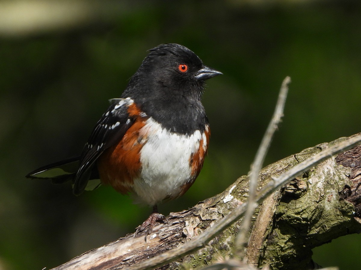Spotted Towhee - ML617690157