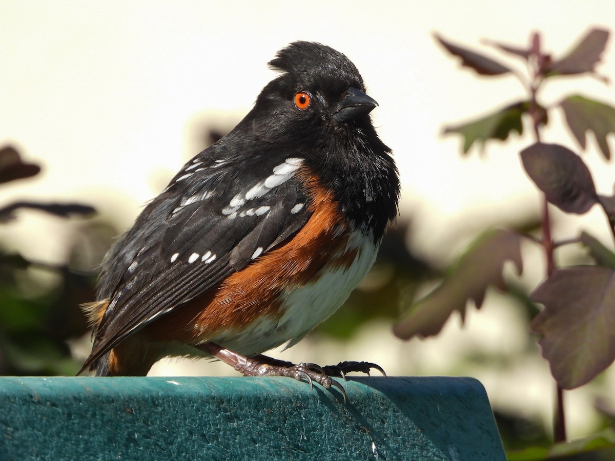 Spotted Towhee - ML617690158